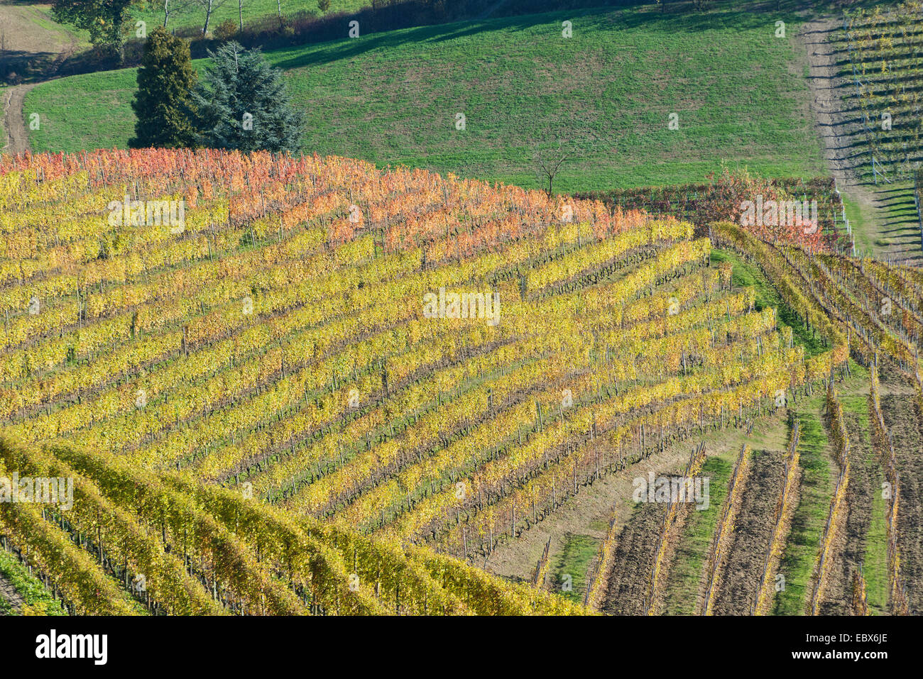 L'Italia, panorama di vigneti del Piemonte: Langhe-Roero e Monferrato nella Lista del Patrimonio Mondiale UNESCO Foto Stock