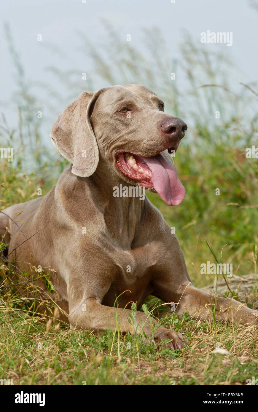 Weimaraner (Canis lupus f. familiaris), giacente in un prato di erba alta, Germania Foto Stock