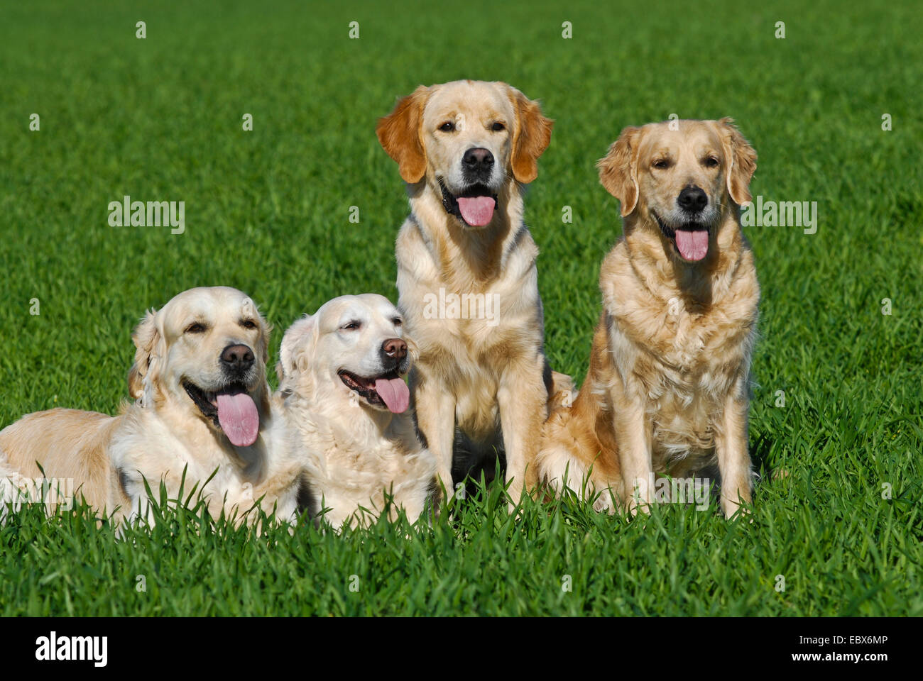 Golden Retriever (Canis lupus f. familiaris), quattro animali seduti fianco a fianco su un prato, Germania Foto Stock