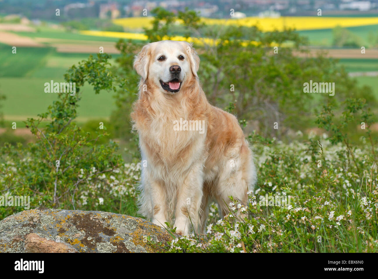 Golden Retriever (Canis lupus f. familiaris), stando in piedi in un prato di fiori su una collina, Germania Foto Stock