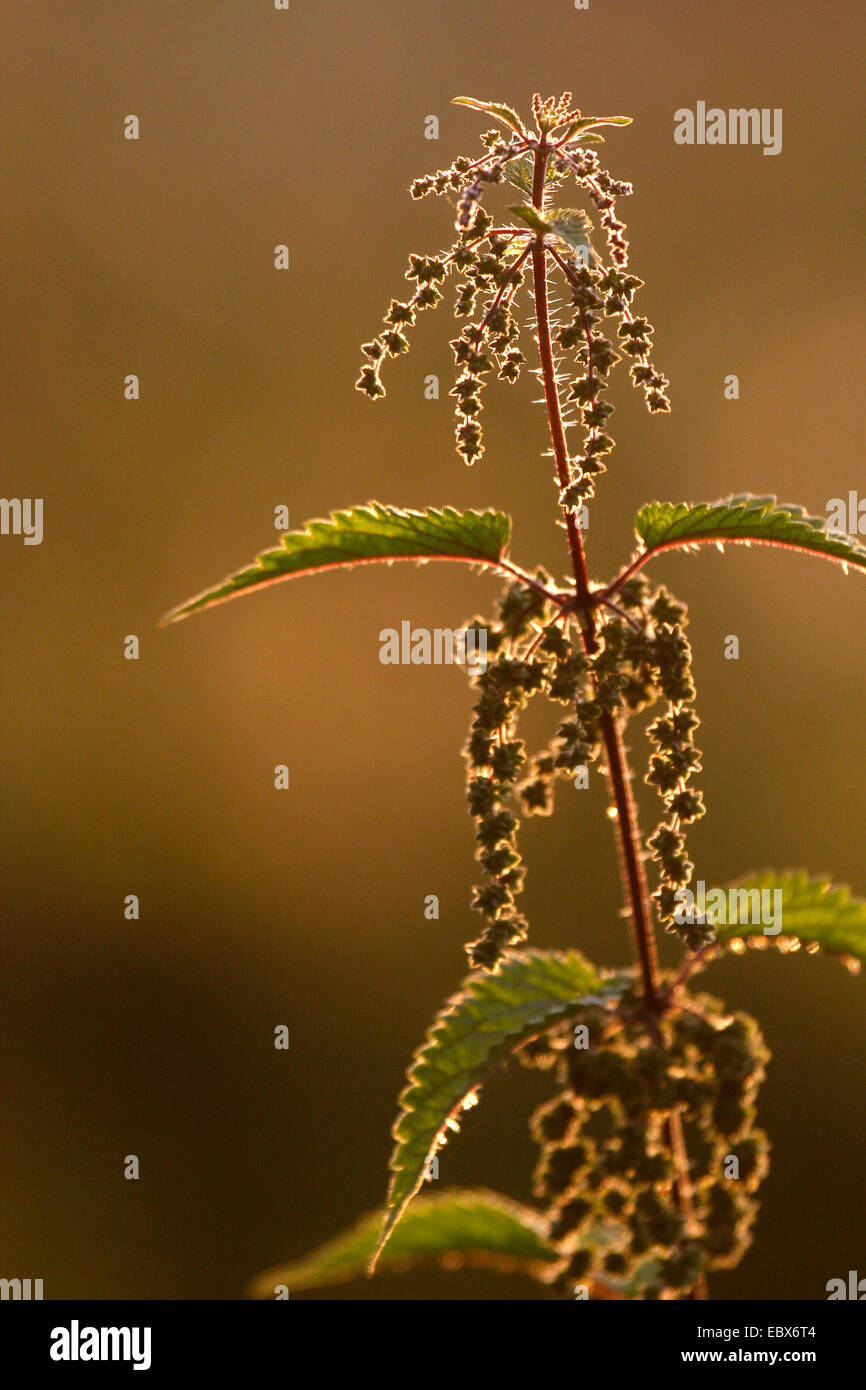 Ortica (Urtica dioica), che fiorisce in controluce, in Germania, in Renania Palatinato Foto Stock