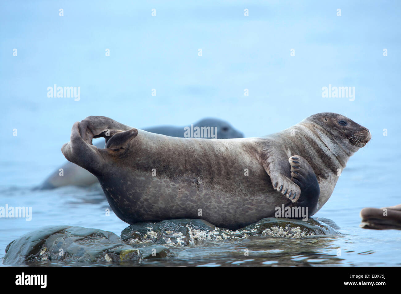 Guarnizione di tenuta del porto, guarnizione comune (Phoca vitulina), poggiante sul ventre su una roccia vicino alla superficie dell'acqua, Norvegia Isole Svalbard, Fuglehuken Foto Stock