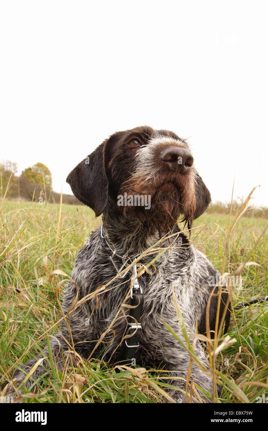 Filo tedesco-dai capelli del cane di puntamento (Canis lupus f. familiaris), cane da caccia seduto in un prato, Germania Foto Stock