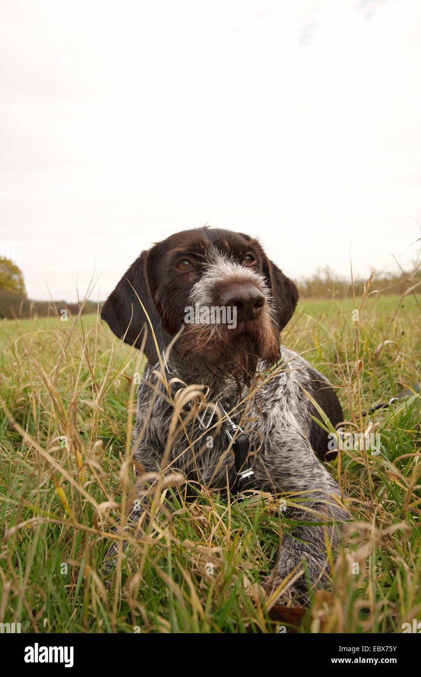 Filo tedesco-dai capelli del cane di puntamento (Canis lupus f. familiaris), cane da caccia seduto in un prato, Germania Foto Stock