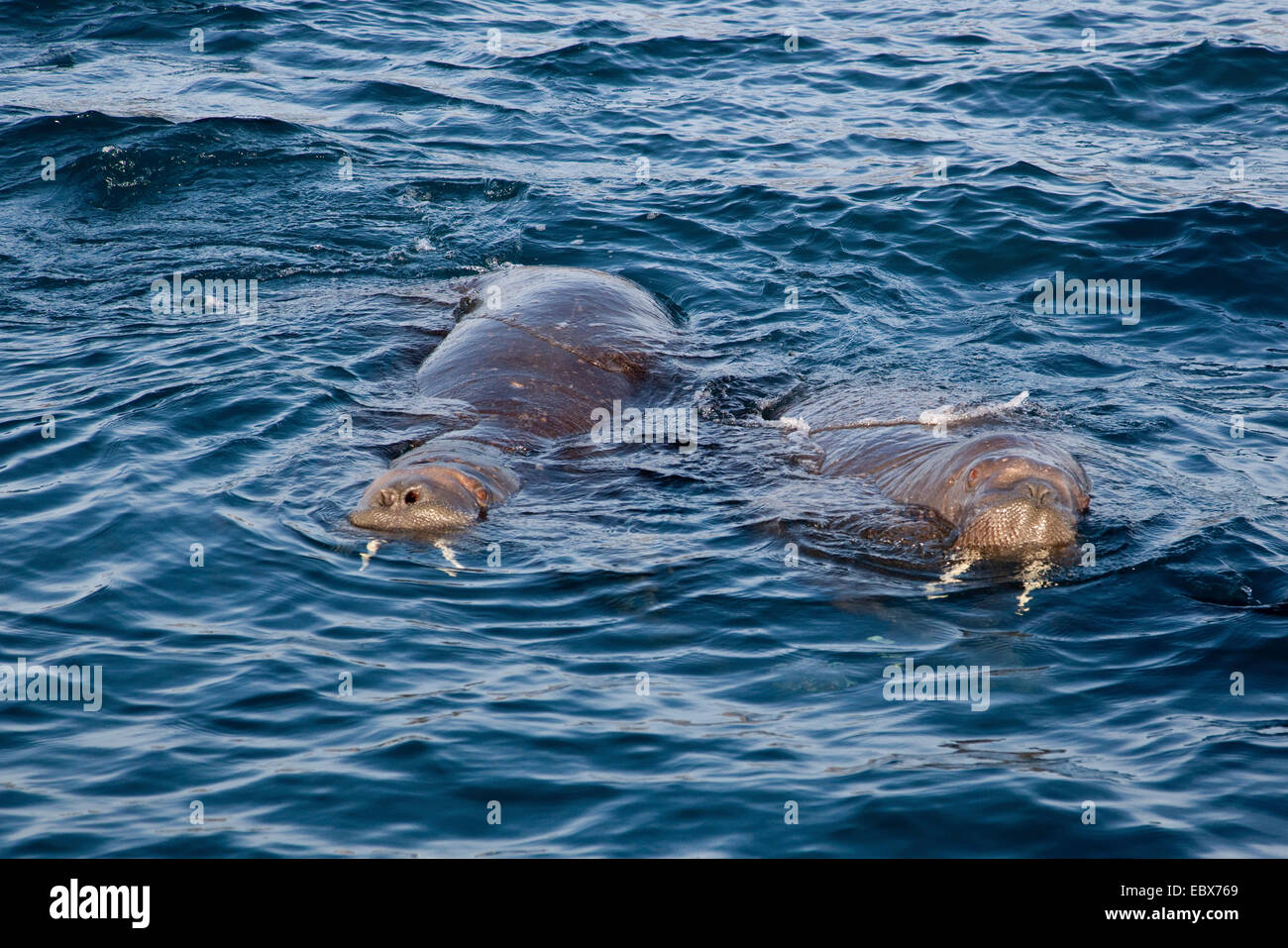 Tricheco (Odobenus rosmarus), due femmine di nuoto in corrispondenza della superficie dell'acqua, Norvegia Isole Svalbard, Eidenbreen Foto Stock