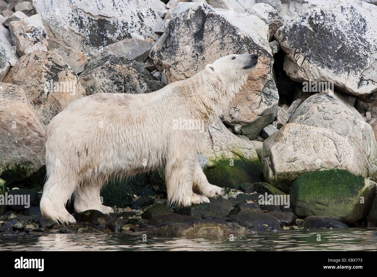 Orso polare (Ursus maritimus), sta in piedi in un privo di ghiaccio costa rocciosa, la profumazione, Norvegia Isole Svalbard, Magdalenefjorden Foto Stock
