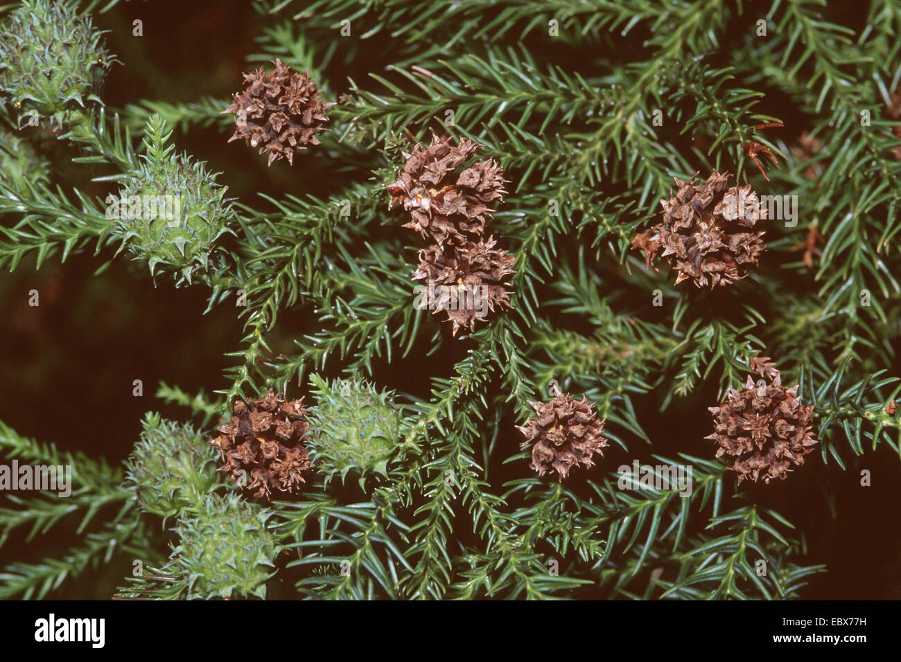 Cedro Giapponese Cryptomeria Japonica Il Ramo Con I Coni Foto Stock Alamy