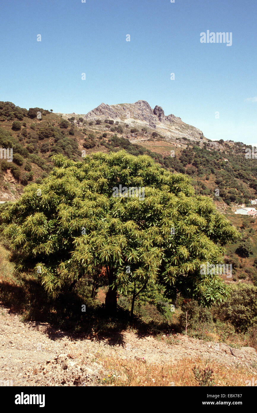 Castagno, dolce castagno (Castanea sativa), albero singolo Foto Stock