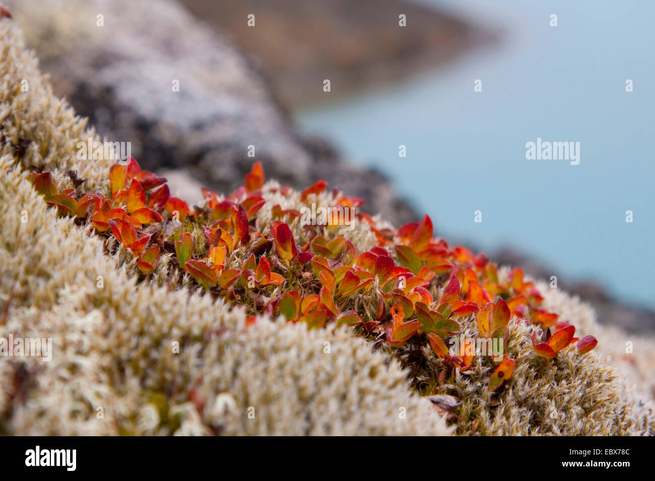 Salice Nano (Salix herbacea), in foglie di autunno con la Ford in background, Norvegia Isole Svalbard, Krossfjorden Foto Stock