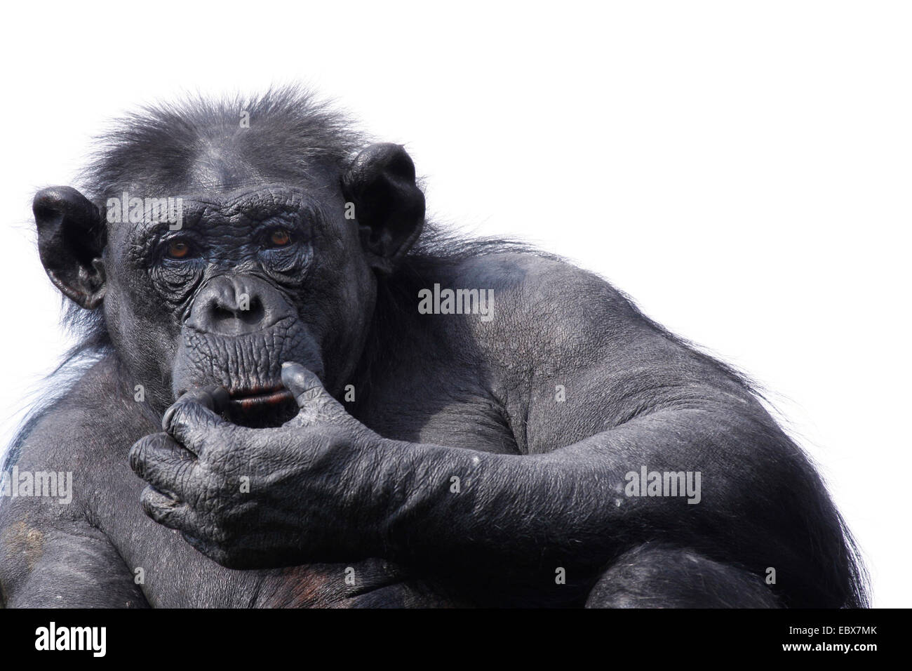 Scimpanzé comune (Pan troglodytes), cercando con la mano premurosamente al mento Foto Stock