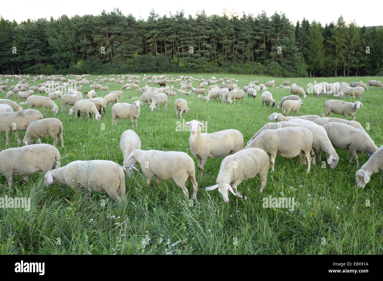 Gli animali domestici delle specie ovina (Ovis ammon f. aries), gregge di pecore in un prato, in Germania, in Baviera Foto Stock