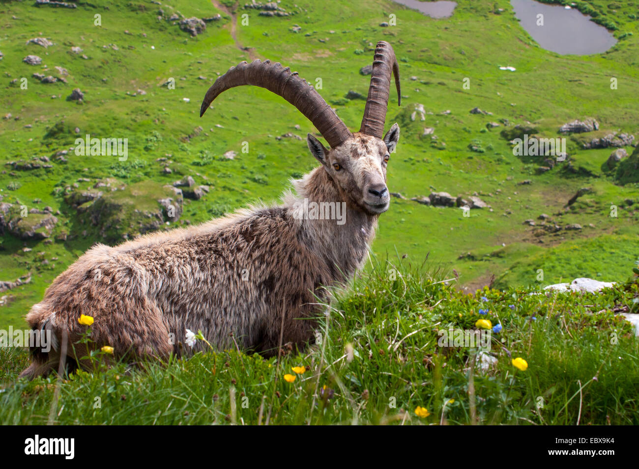 Stambecco delle Alpi (Capra ibex, Capra ibex ibex), modifica di pelliccia, Svizzera, Alpstein, Saentis Foto Stock