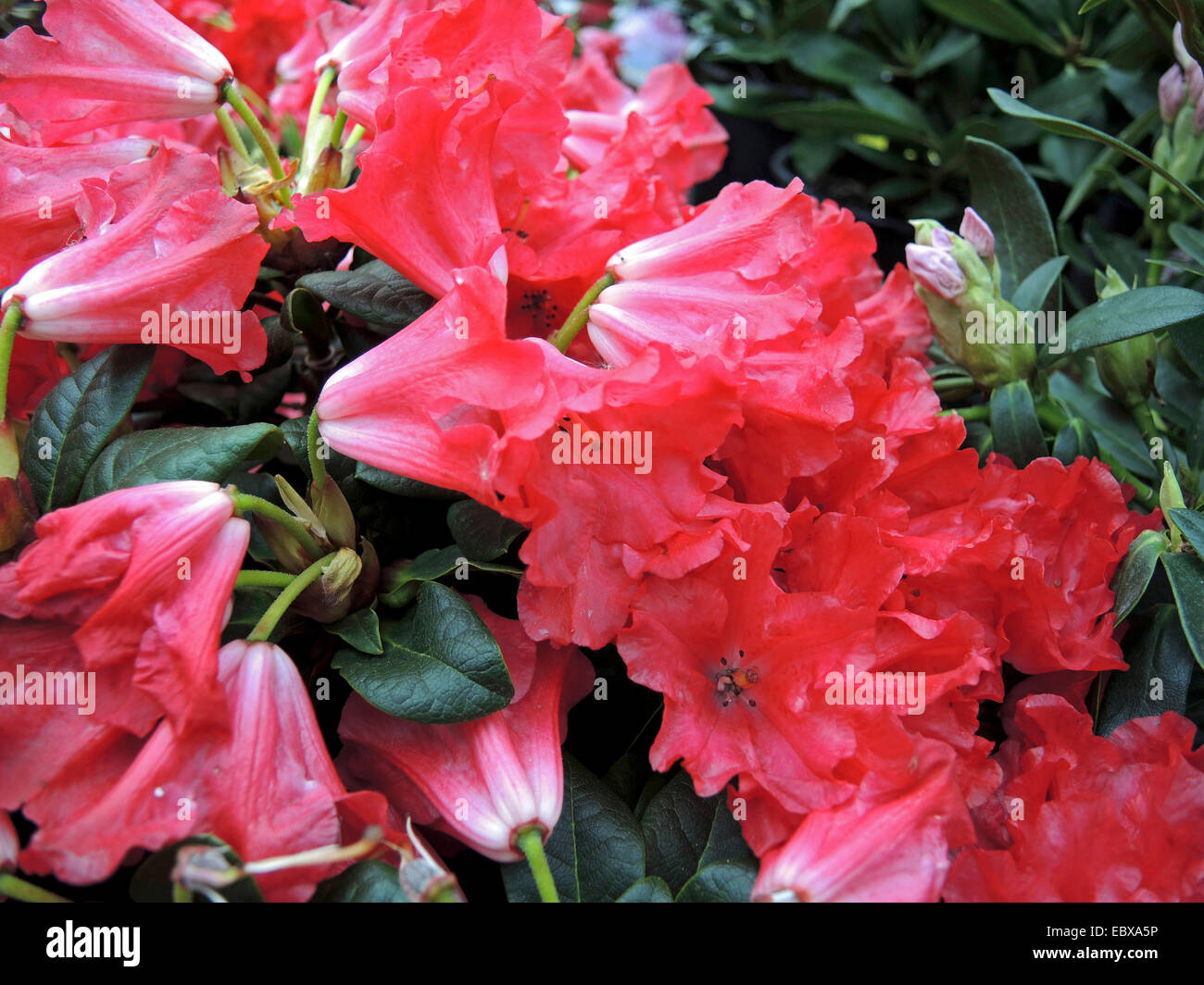 Spada di argento azalea (Rhododendron repens 'Scarlet Wonder', rododendro repens Scarlet Wonder), fiori di cultivar Scarlet Wonder Foto Stock