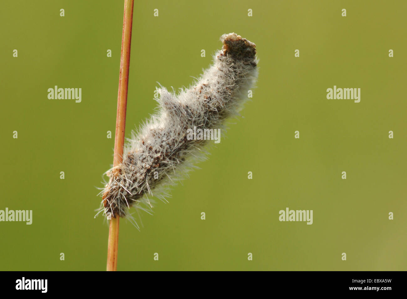 Caso-bearer (Coleophora pennella), la sacca di una larva Foto Stock