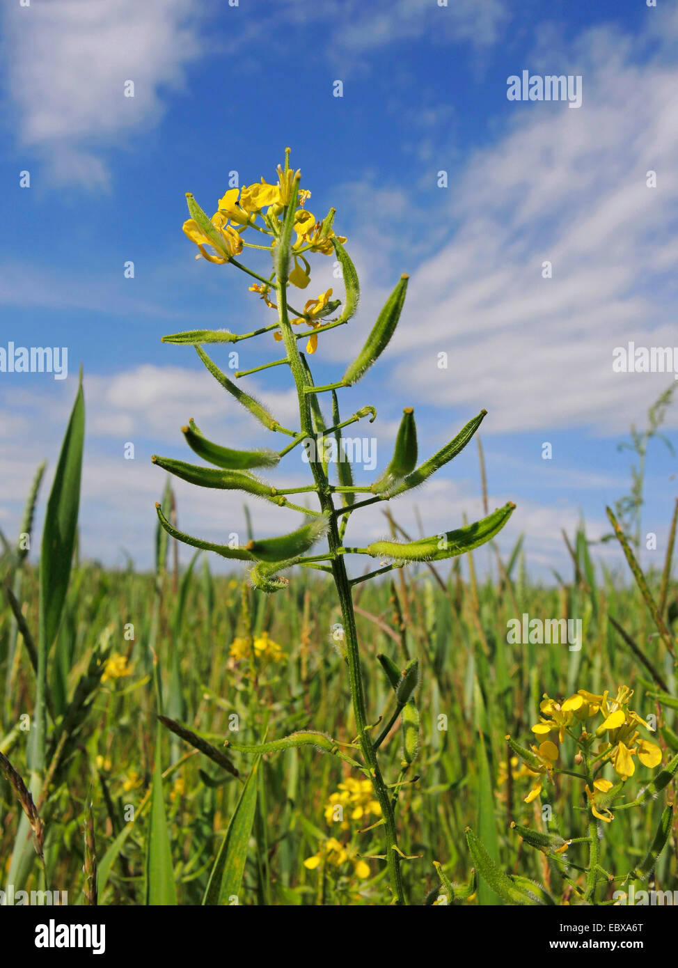 La senape bianca (Sinapis alba, Brassica alba), infiorescenza, Germania Foto Stock