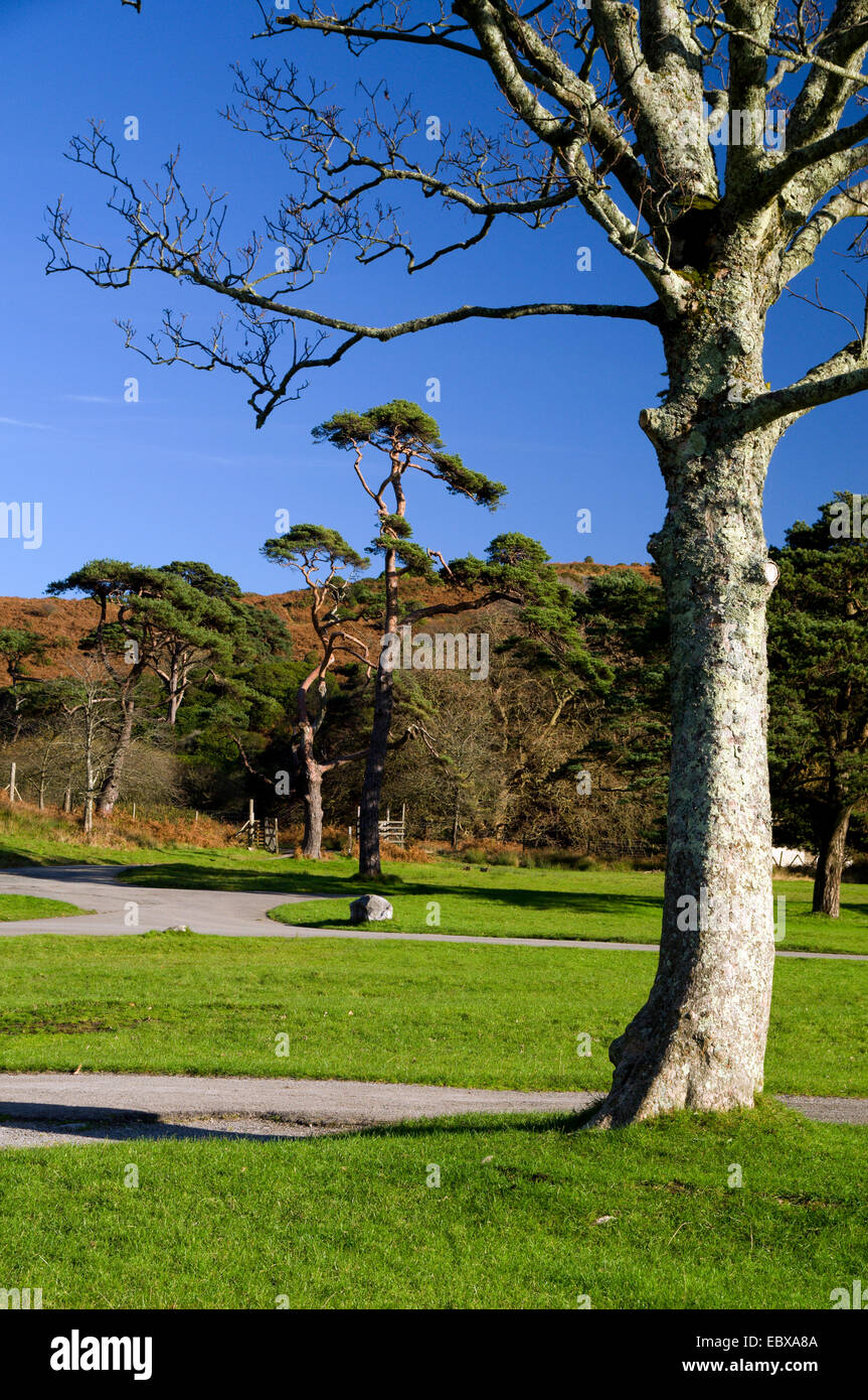 Margam Manor Country Park, Port Talbot, South Wales, Regno Unito. Foto Stock