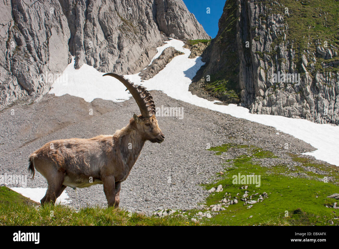 Stambecco delle Alpi (Capra ibex, Capra ibex ibex), buck cambiando pelo nella parte anteriore del paesaggio di montagna, Svizzera, Alpstein Foto Stock