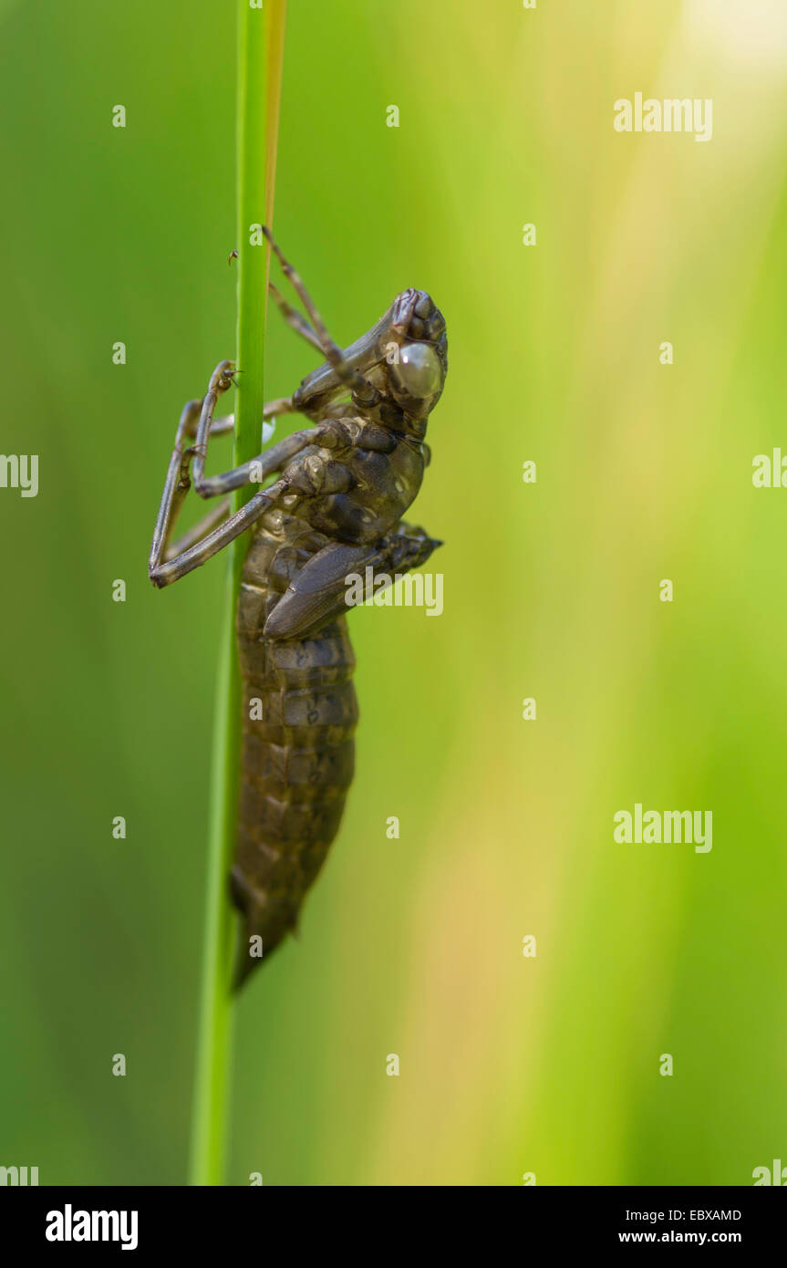 Esuvia di Aeshnidae in corrispondenza di una lama di erba, Germania, Sassonia Foto Stock