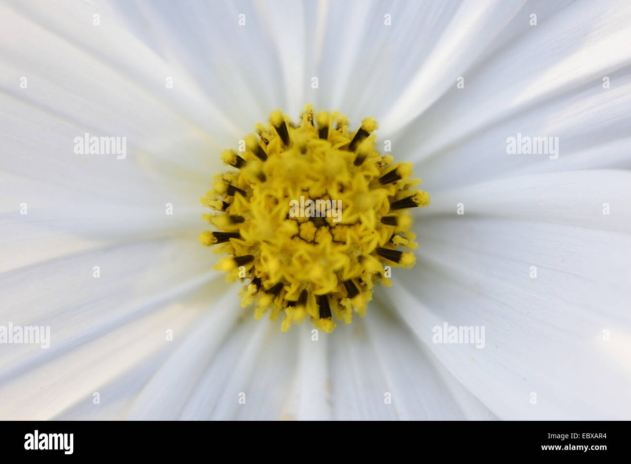 Giardino cosmo, messicano aster (Cosmos bipinnatus), ripresa macro di fiori tubolari Foto Stock