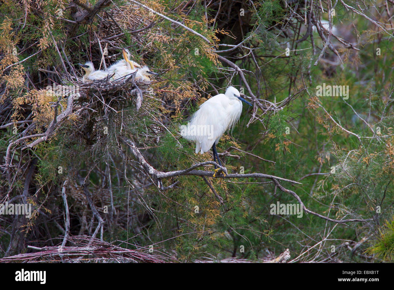 Garzetta (Egretta garzetta), Adulto presso il nido con pulcini Foto Stock