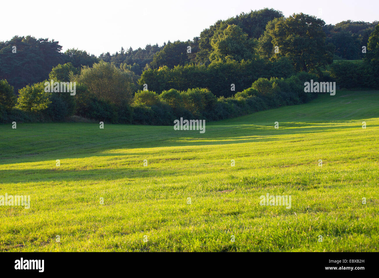 Pascoli con hedge banche, Germania, Schleswig-Holstein Foto Stock