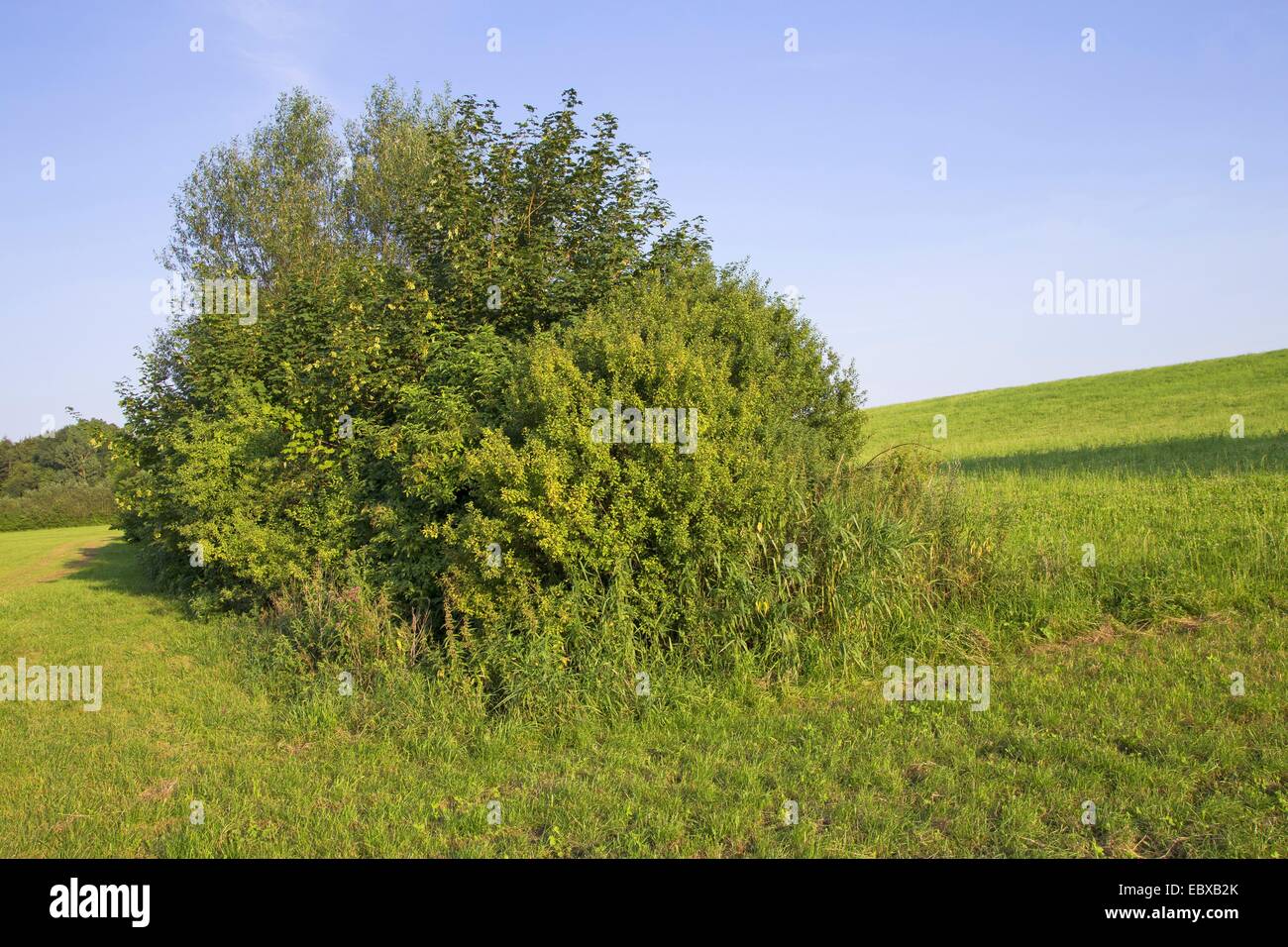 Pascolo con arbusti, Germania, Schleswig-Holstein Foto Stock