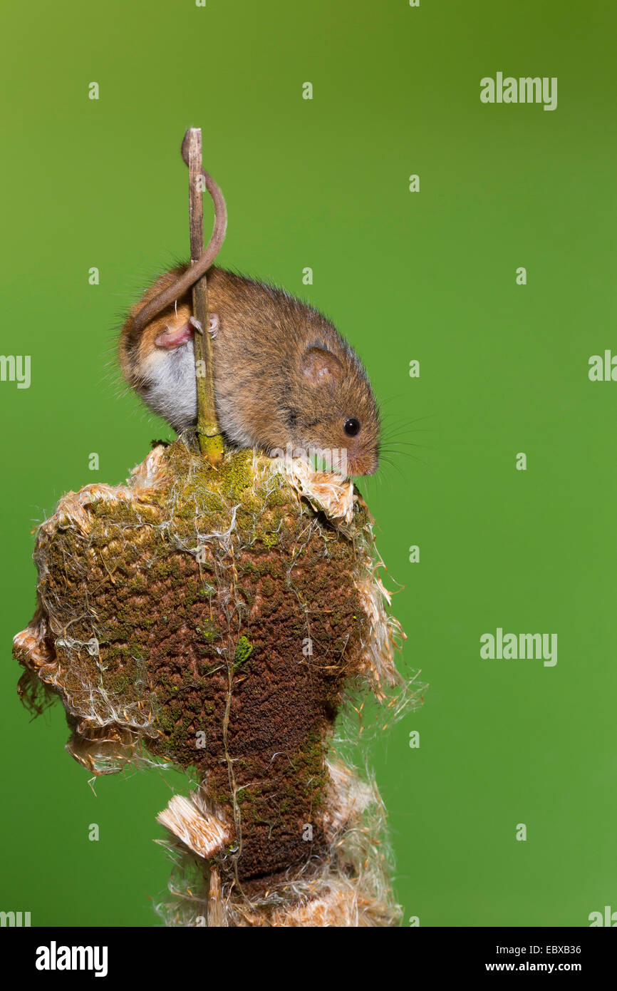 Il vecchio raccolto mondiale di topo (Micromys minutus), a tifa, afferra la coda, Germania Foto Stock
