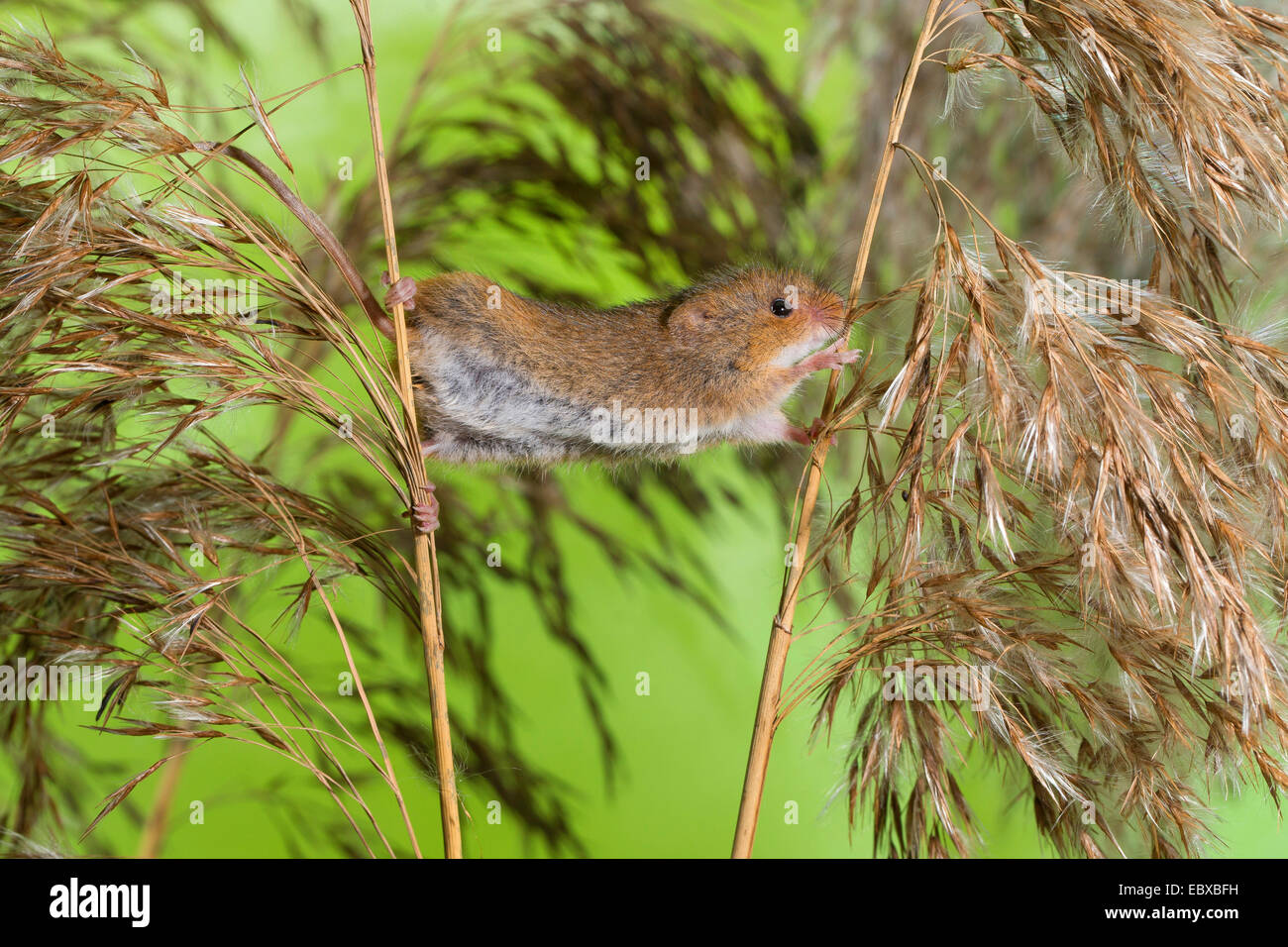 Il vecchio raccolto mondiale di topo (Micromys minutus), salendo da uno all'altro stelo, Germania Foto Stock