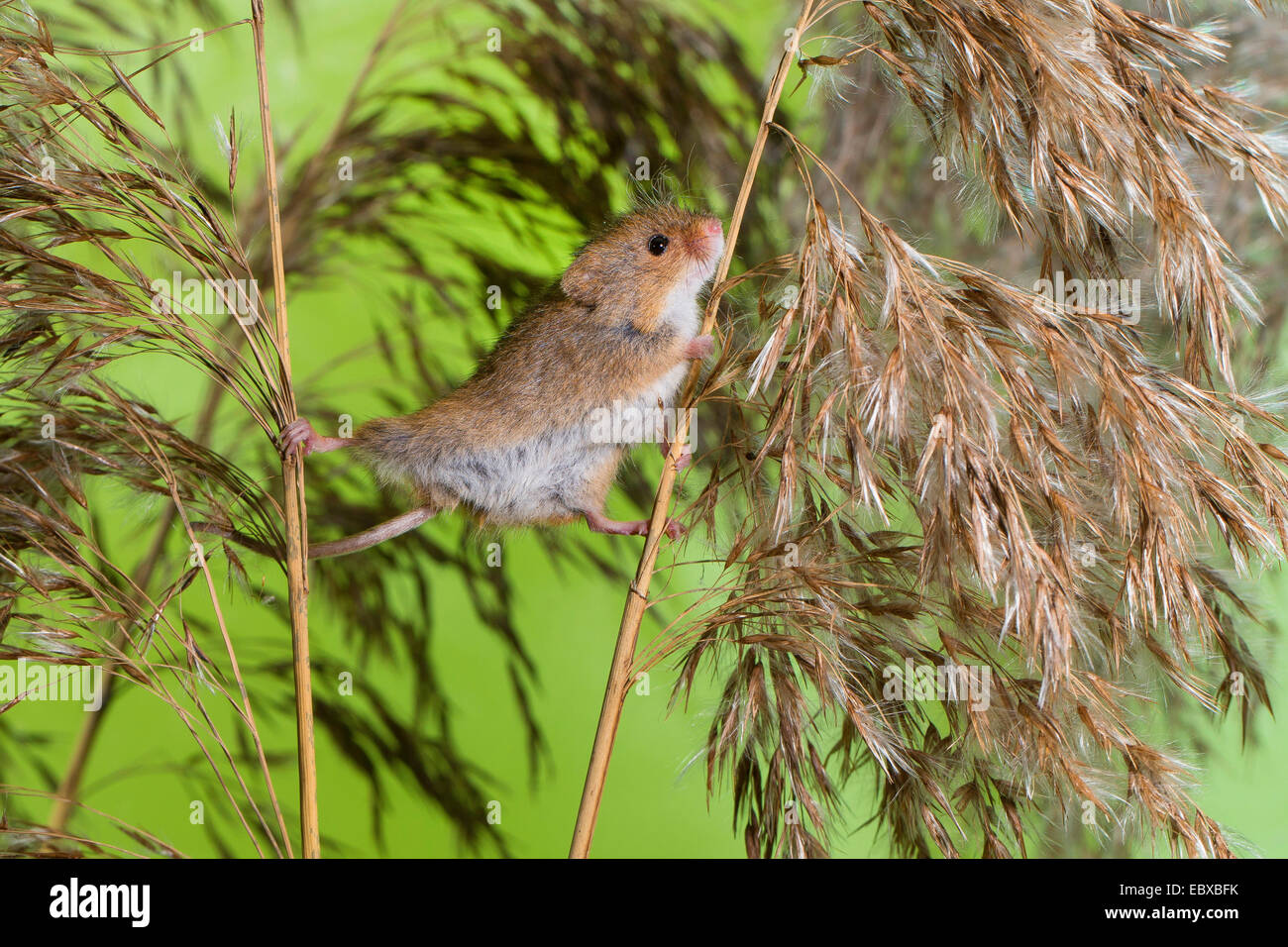 Il vecchio raccolto mondiale di topo (Micromys minutus), salendo da uno all'altro stelo, Germania Foto Stock