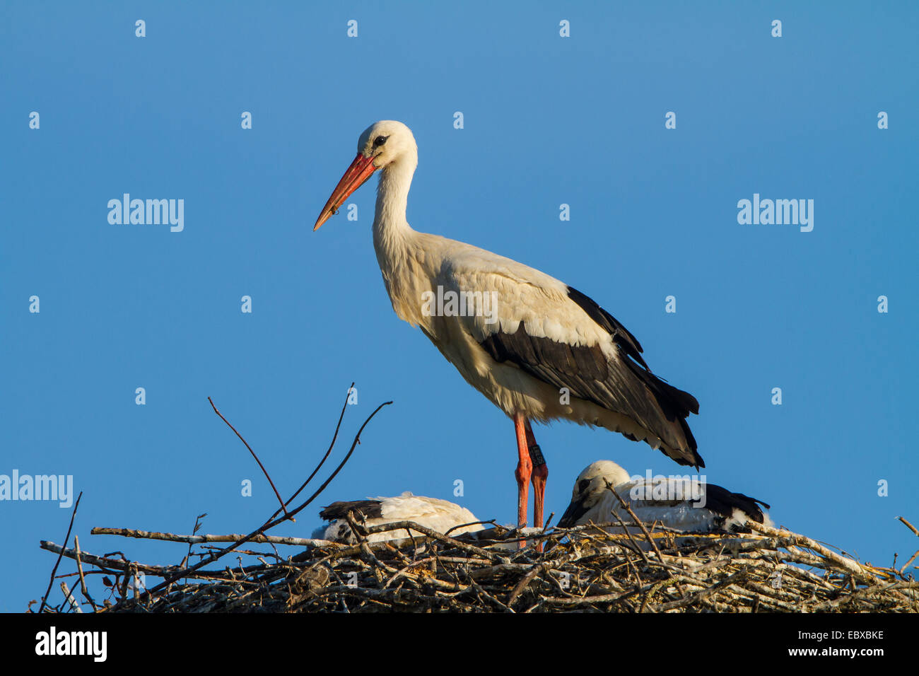 Cicogna bianca (Ciconia ciconia), con due pulcini nel nido, Svizzera, Sankt Gallen Foto Stock