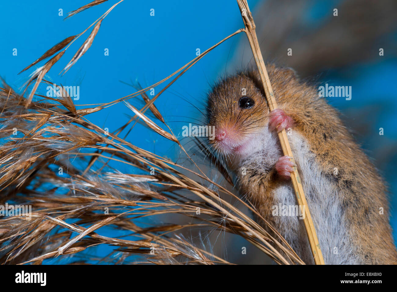 Il vecchio raccolto mondiale di topo (Micromys minutus), a panicle, Germania Foto Stock