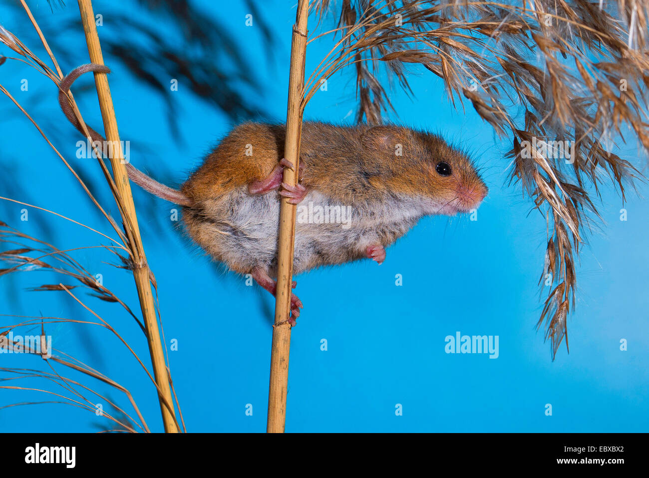 Il vecchio raccolto mondiale di topo (Micromys minutus), in corrispondenza di un gambo, Germania Foto Stock