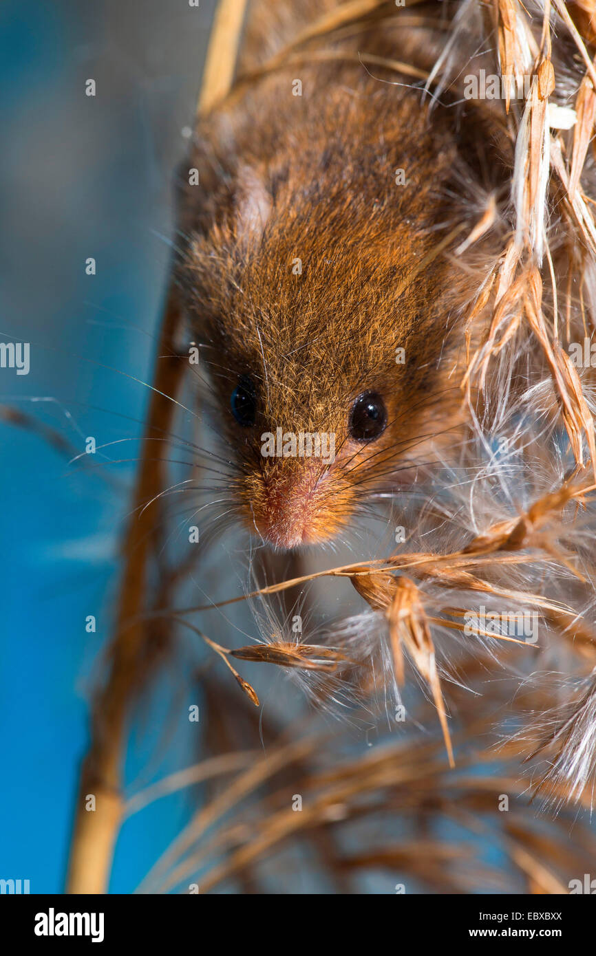 Il vecchio raccolto mondiale di topo (Micromys minutus), a panicle, Germania Foto Stock