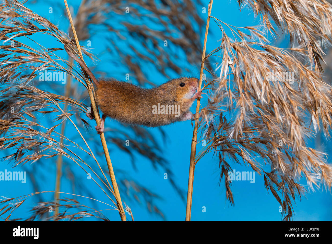 Il vecchio raccolto mondiale di topo (Micromys minutus), salendo da uno all'altro stelo, Germania Foto Stock