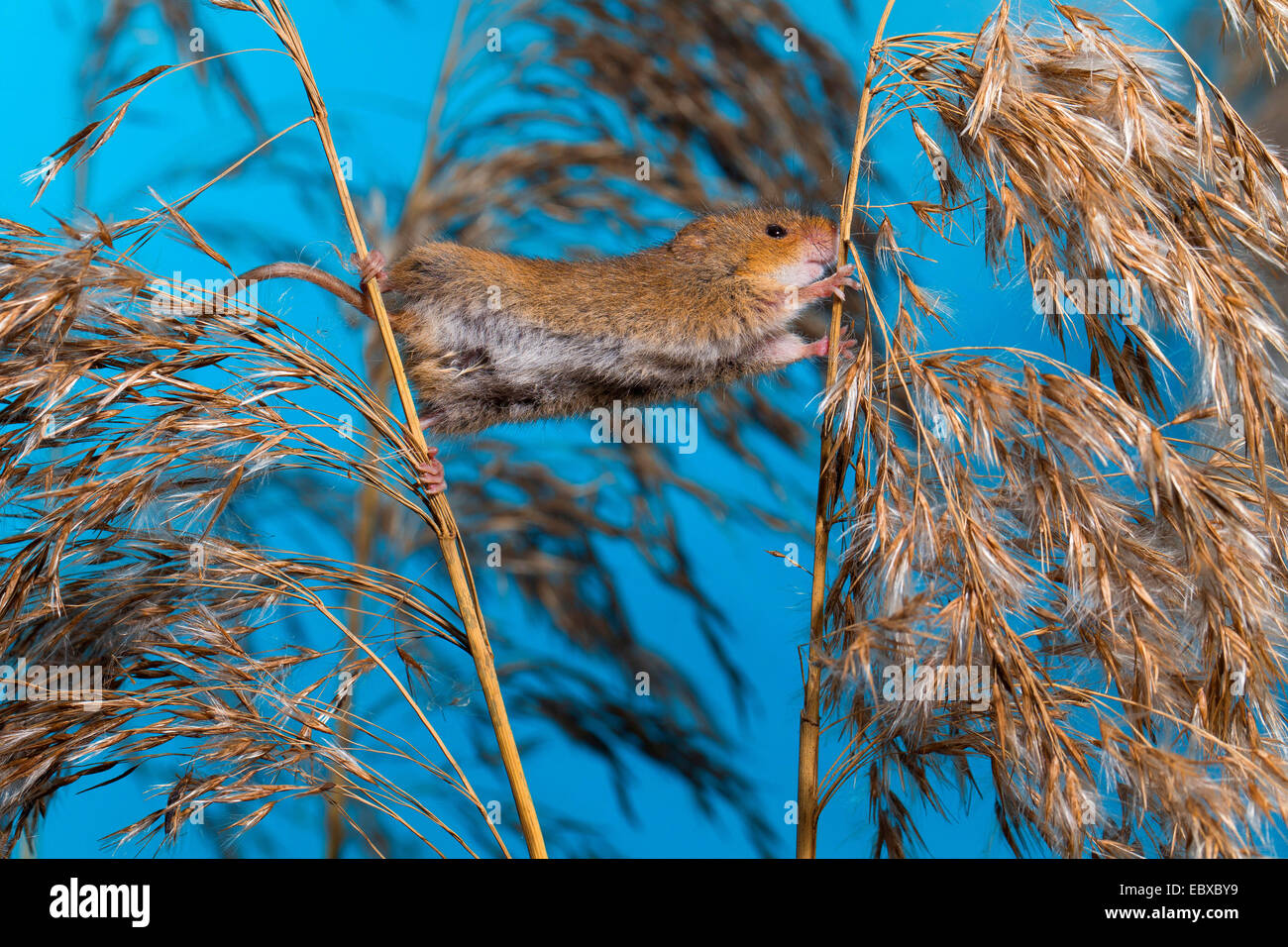 Il vecchio raccolto mondiale di topo (Micromys minutus), salendo da uno all'altro stelo, Germania Foto Stock