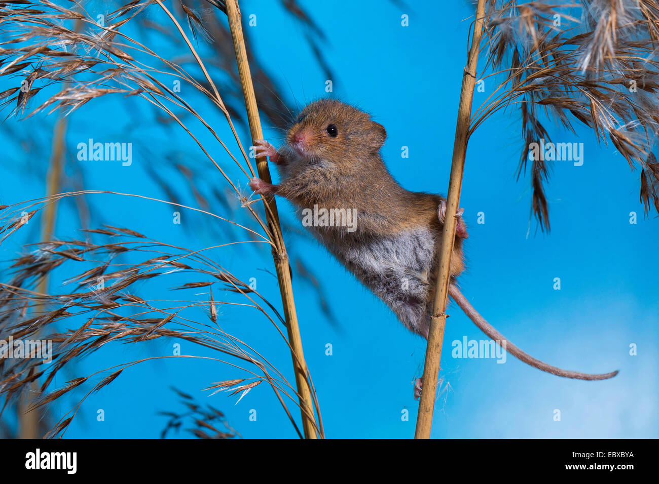 Il vecchio raccolto mondiale di topo (Micromys minutus), salendo da uno all'altro stelo, Germania Foto Stock