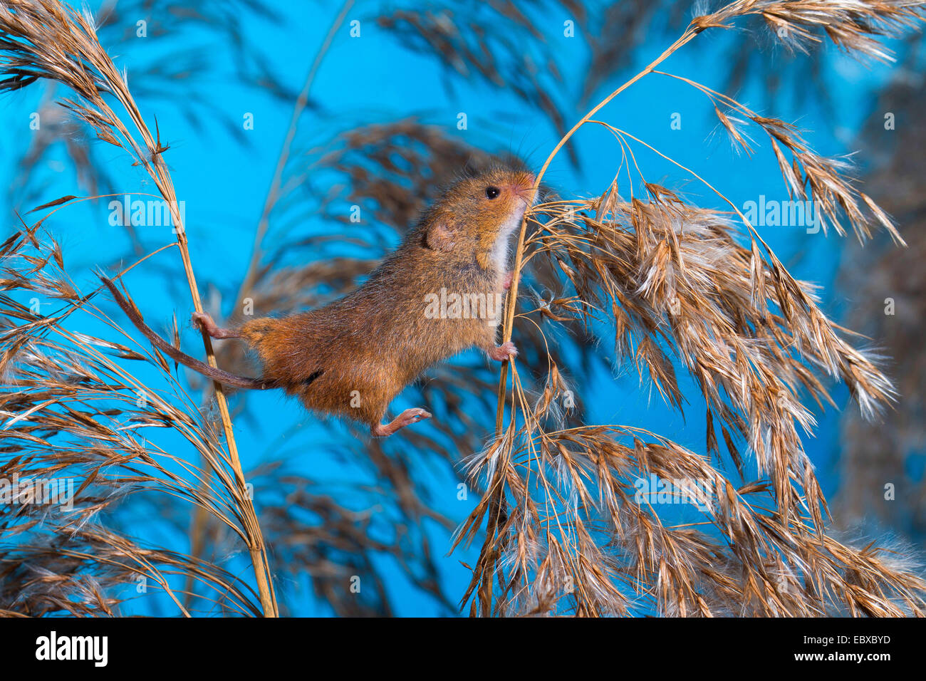 Il vecchio raccolto mondiale di topo (Micromys minutus), salendo da uno all'altro stelo, Germania Foto Stock