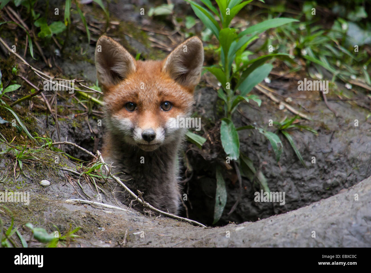 Red Fox (Vulpes vulpes vulpes), Fox cub guarda fuori della sua tana, Svizzera, Sankt Gallen Foto Stock