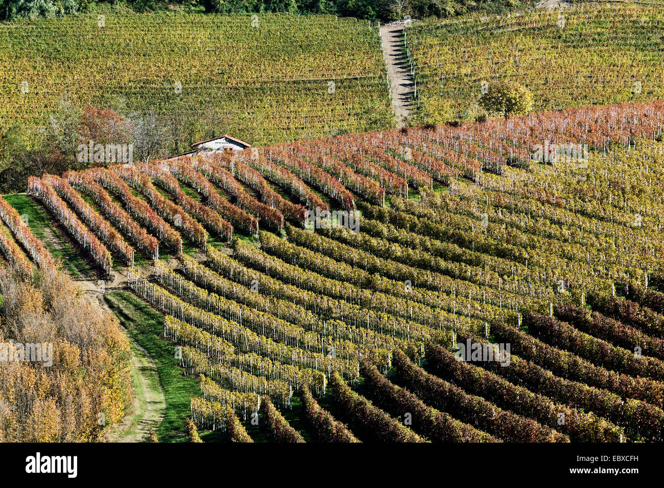 L'Italia, panorama di vigneti del Piemonte: Langhe-Roero e Monferrato nella Lista del Patrimonio Mondiale UNESCO Foto Stock