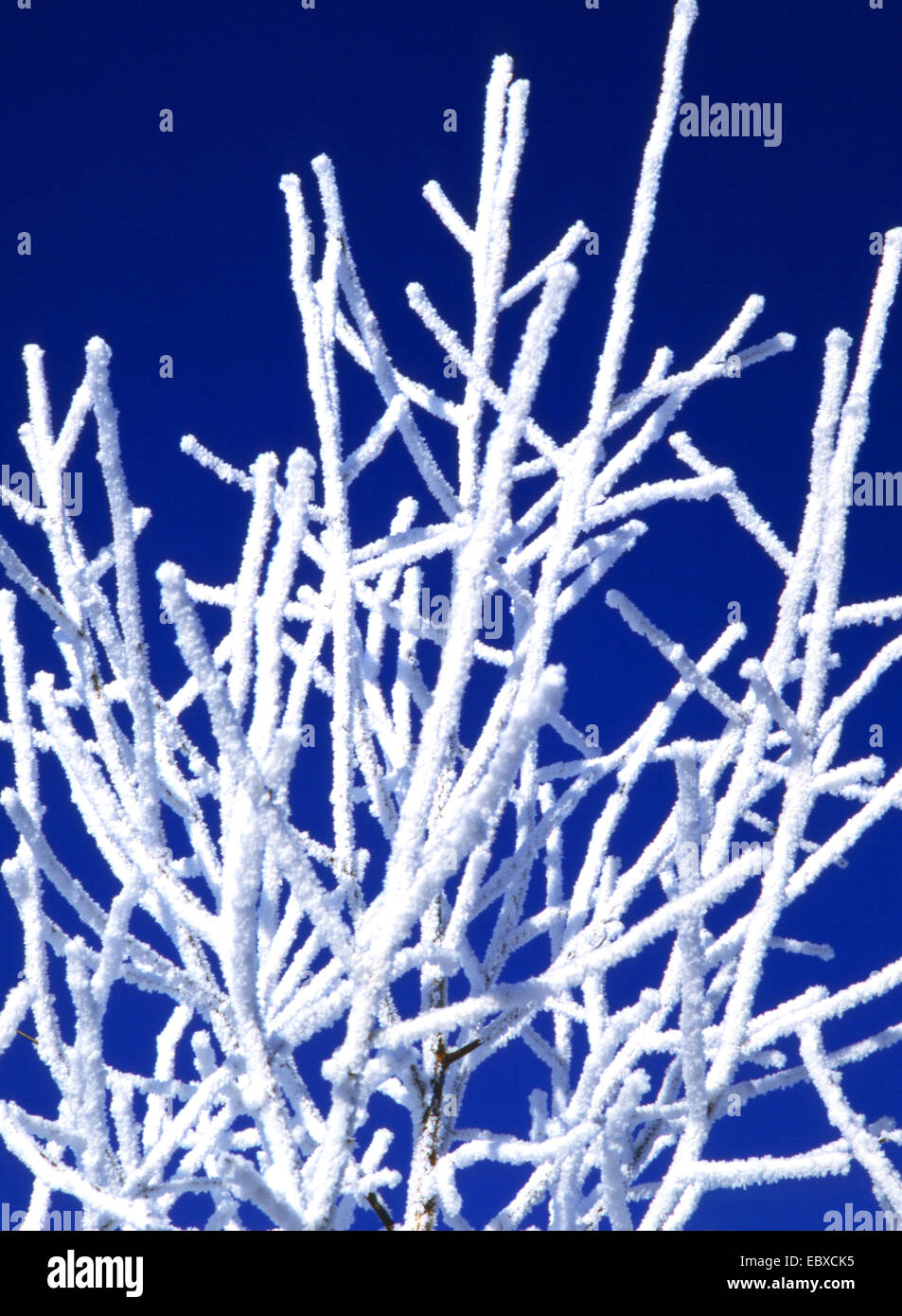 Snow Landscape, rami coperta di neve Foto Stock