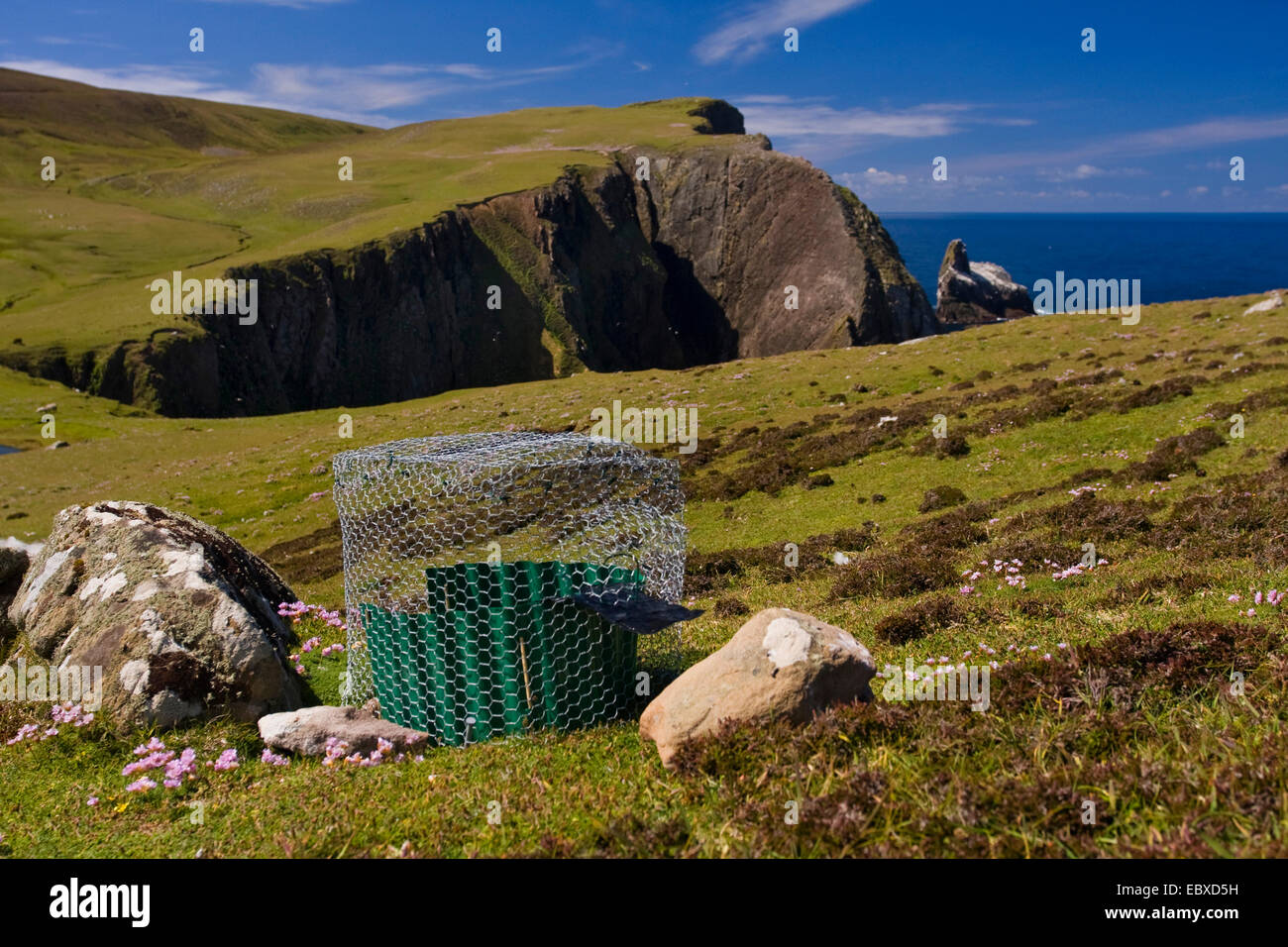 Piccola trappola con esca per canzone snaring uccelli, Regno Unito, Scozia, isole Shetland, Fair Isle Foto Stock