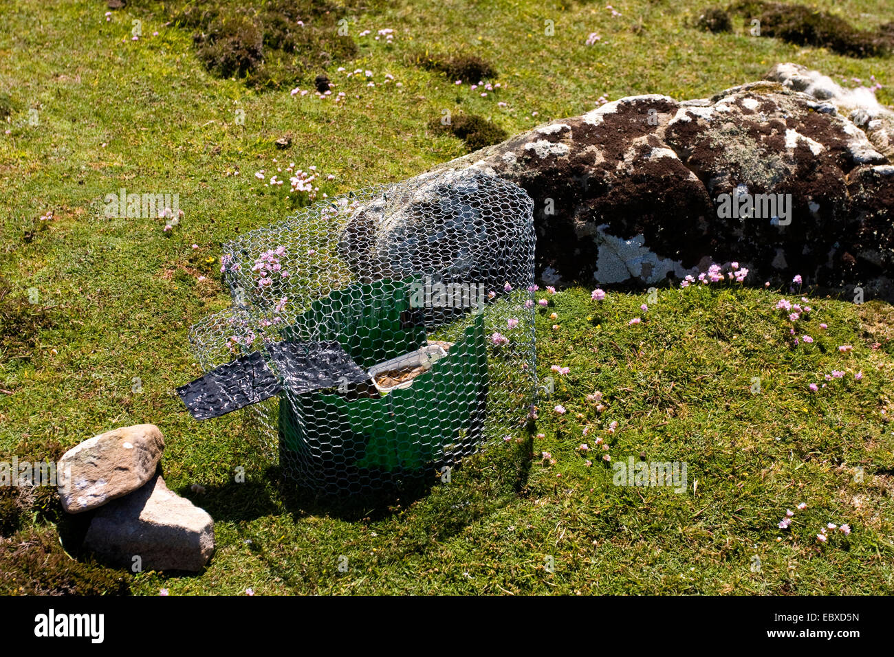 Piccola trappola con esca per canzone snaring uccelli, Regno Unito, Scozia, isole Shetland, Fair Isle Foto Stock