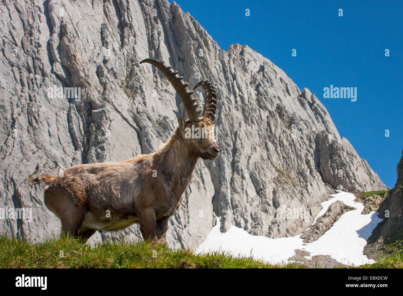 Stambecco delle Alpi (Capra ibex, Capra ibex ibex), buck cambiando pelo nella parte anteriore del paesaggio di montagna, Svizzera, Alpstein Foto Stock