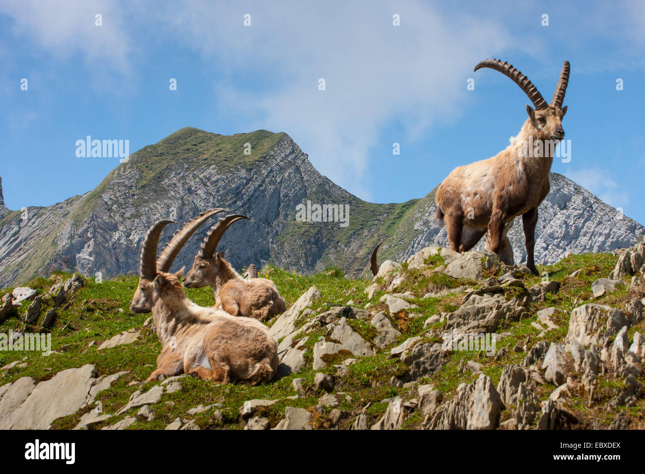 Stambecco delle Alpi (Capra ibex, Capra ibex ibex), allevamento di stambecchi in appoggio, Svizzera, Alpstein, Saentis Foto Stock