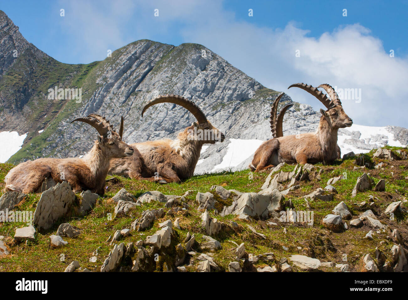 Stambecco delle Alpi (Capra ibex, Capra ibex ibex), gruppo appoggio nel bellissimo scenario di montagna, Svizzera, Alpstein, Saentis Foto Stock