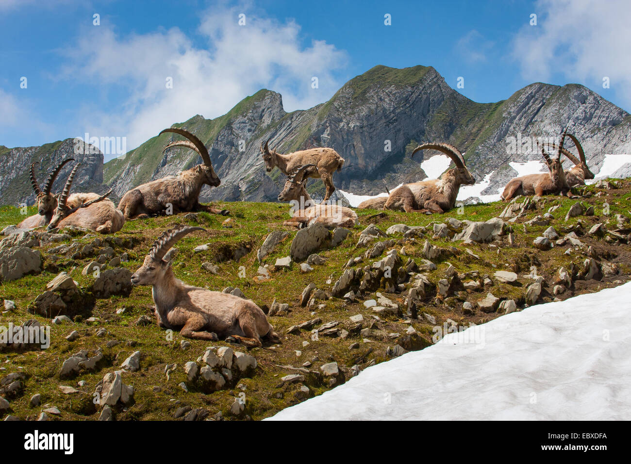 Stambecco delle Alpi (Capra ibex, Capra ibex ibex), gruppo di stambecchi in appoggio nella parte anteriore del paesaggio di montagna, Svizzera, Alpstein, Saentis Foto Stock