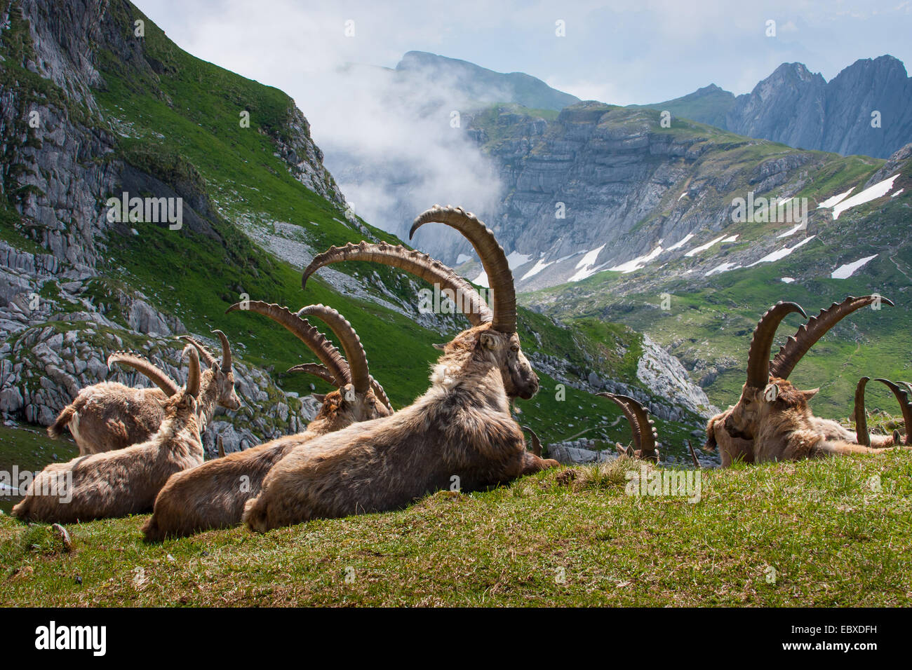 Stambecco delle Alpi (Capra ibex, Capra ibex ibex), gruppo di stambecchi in appoggio di fronte all imponente scenario di montagna, Svizzera, Alpstein, Saentis Foto Stock