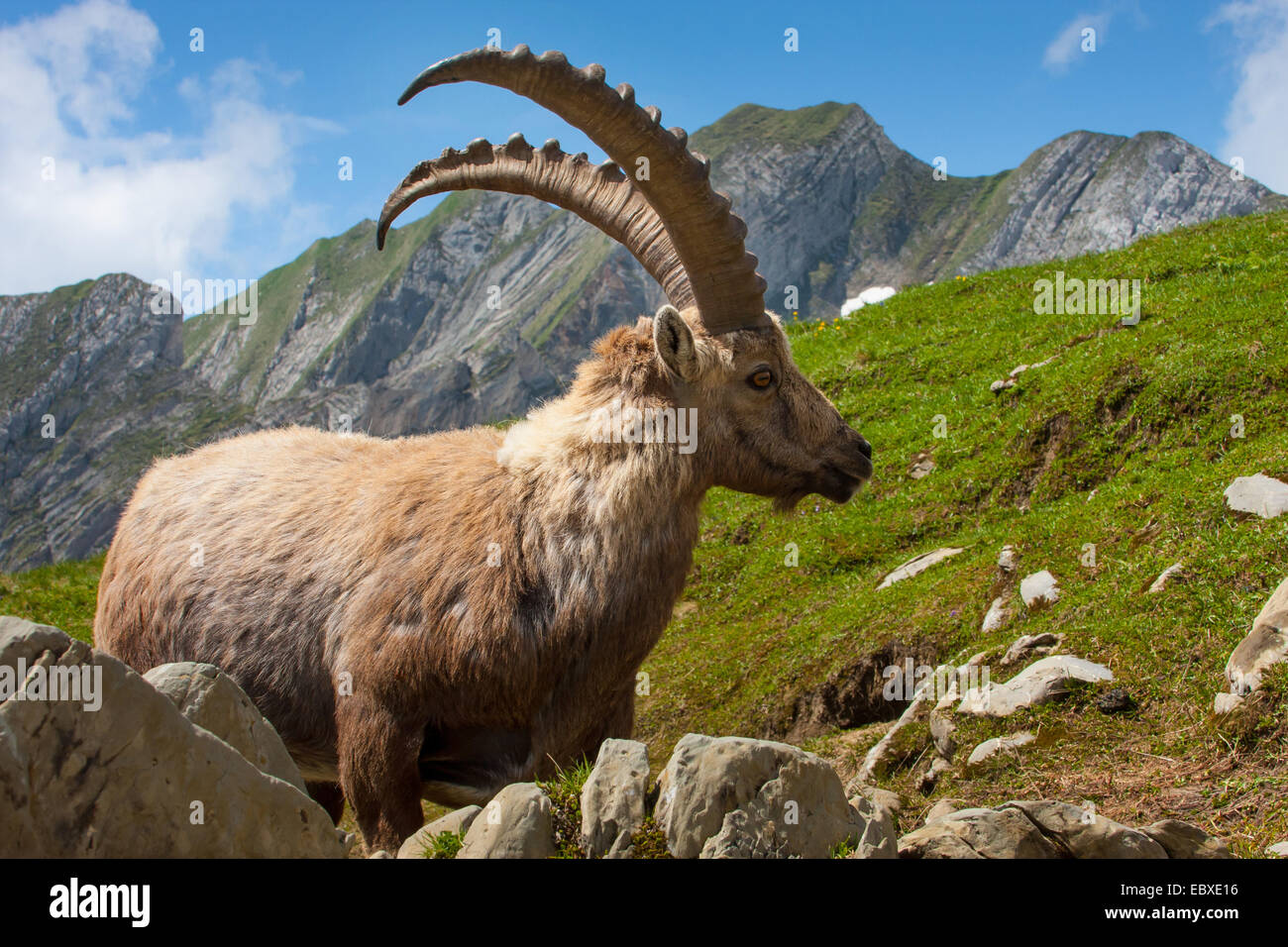 Stambecco delle Alpi (Capra ibex, Capra ibex ibex), di fronte all imponente scenario di montagna, modifica di pelliccia, Svizzera, Alpstein, Saentis Foto Stock