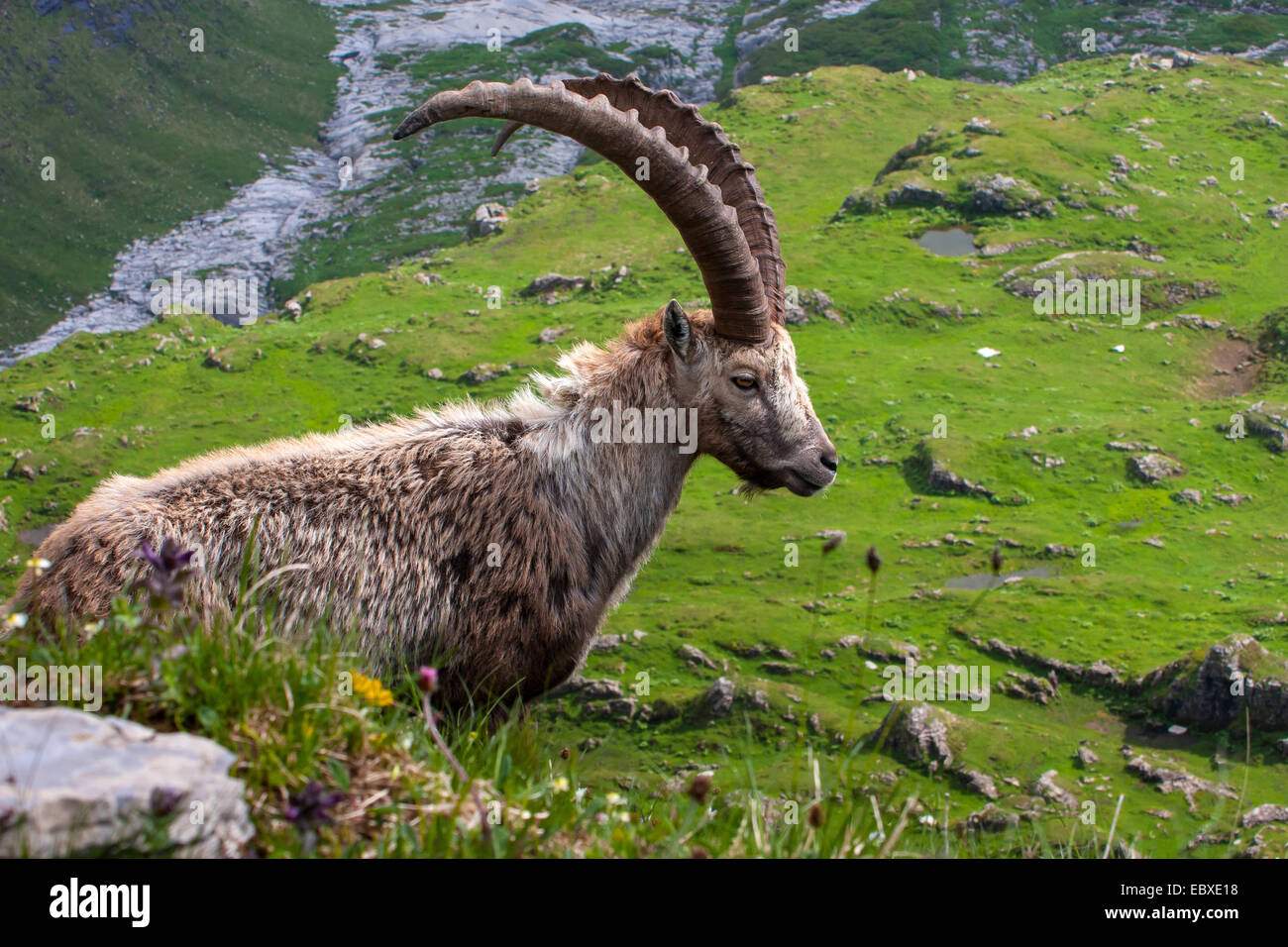 Stambecco delle Alpi (Capra ibex, Capra ibex ibex), modifica di pelliccia, Svizzera, Alpstein, Saentis Foto Stock
