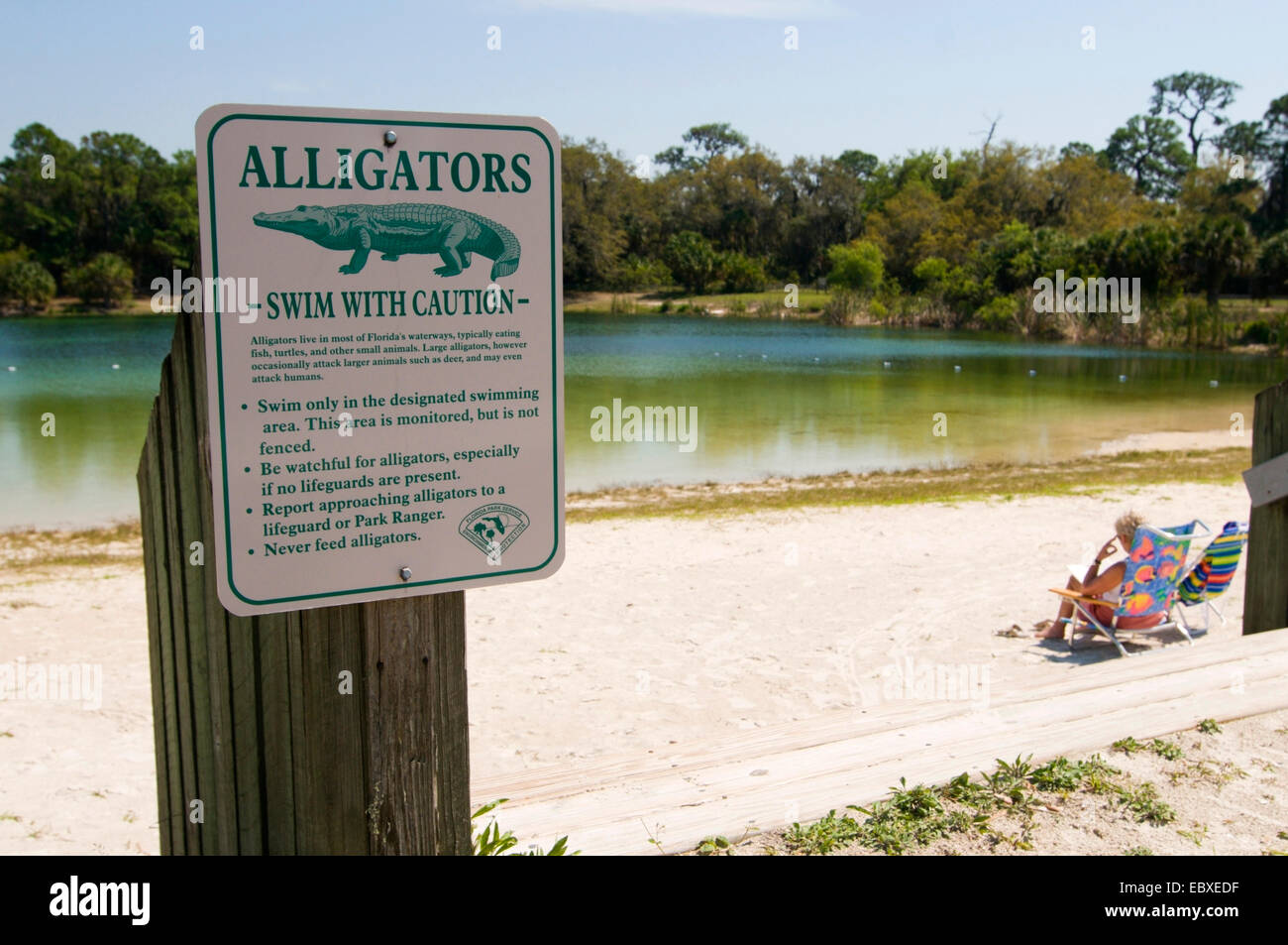 Alligatori, nuotare con cautela, STATI UNITI D'AMERICA, Florida Foto Stock